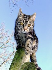 cat reaching down from atop a post