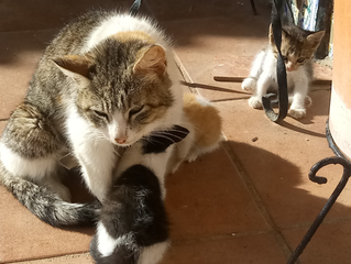 mama cat and kittens in a sunny spot